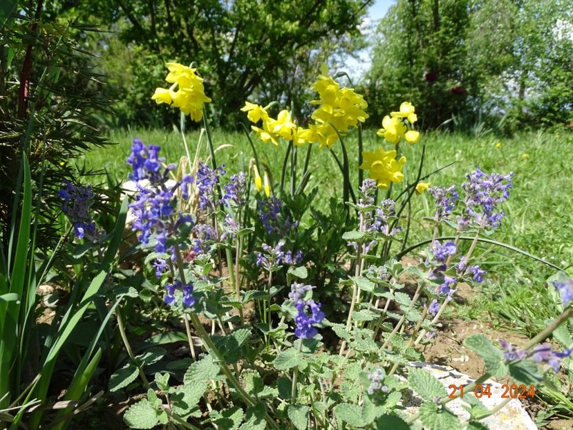 nepeta faassenii - Dobarland 2024 3