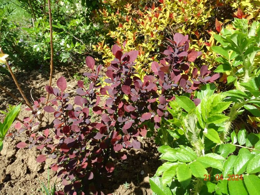 berberis seedling - Dobarland 2024 3