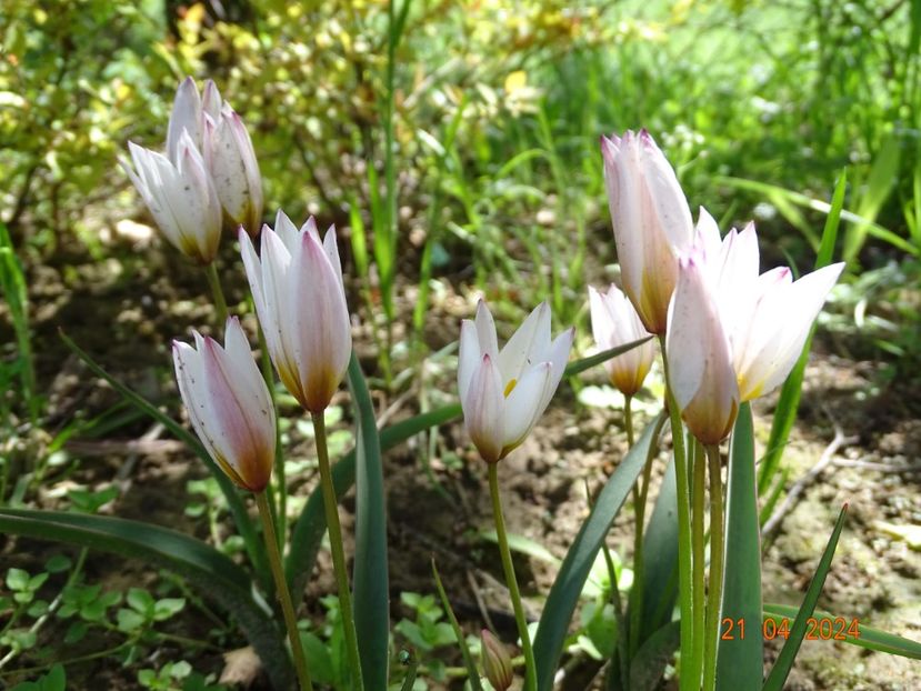 tulipa Hilde - Dobarland 2024 3