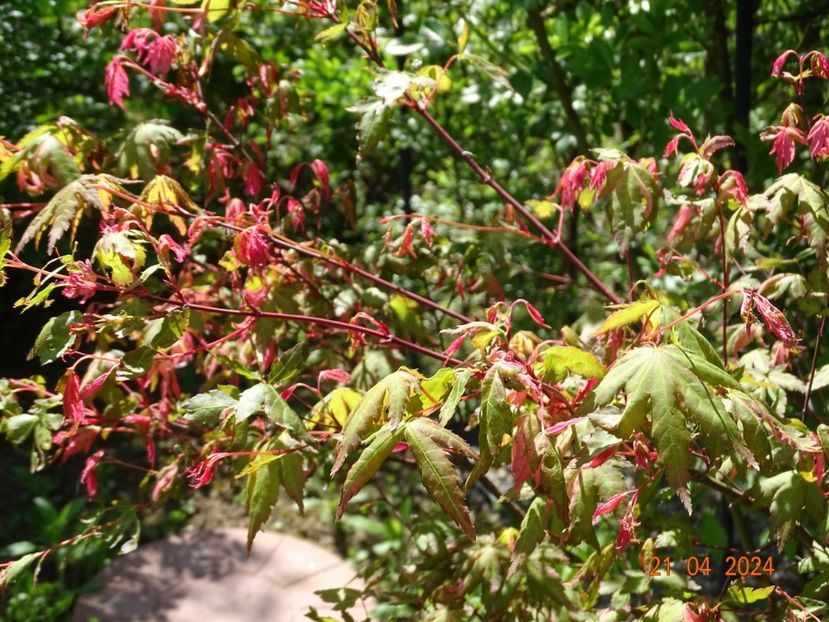 acer palmatum Asahi Zuru - Dobarland 2024 3