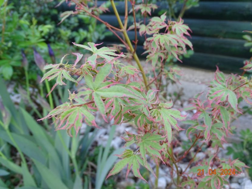 acer palmatum Taylor - Dobarland 2024 3