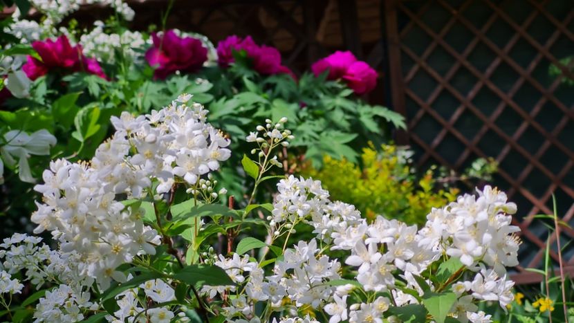 Deutzia Gracillis Nikko - 2024_Aprilie