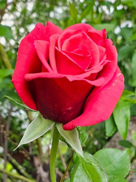  - Trandafiri 2023 3 2024