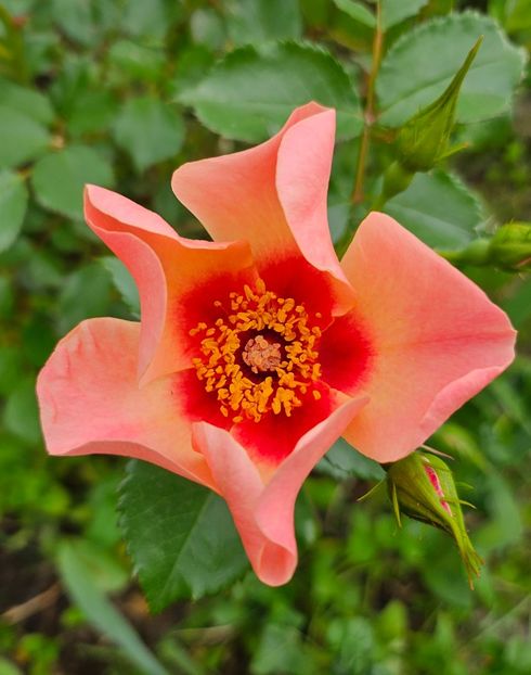  - Trandafiri 2023 3 2024