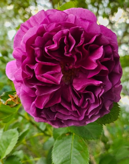 24 - Trandafiri 2023 3 2024