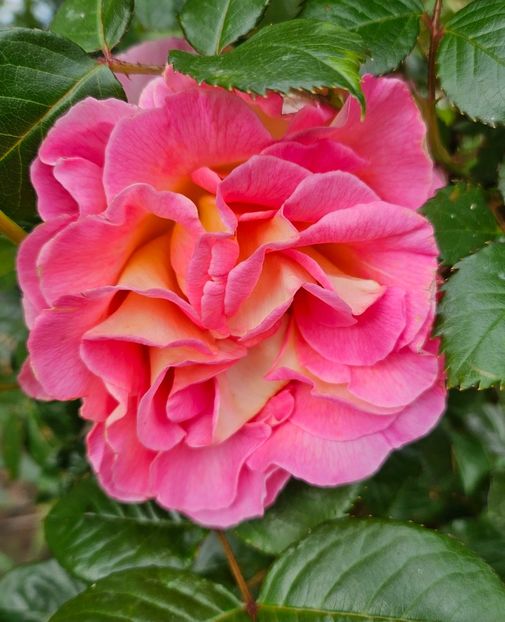 Pink paradise - Trandafiri 2023 3 2024