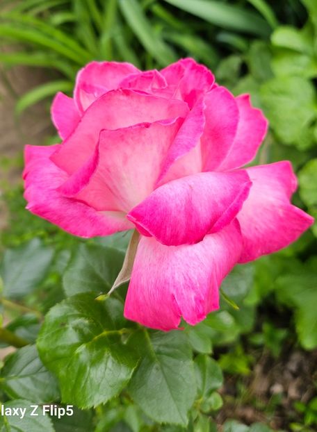  - Trandafiri 2023 3 2024