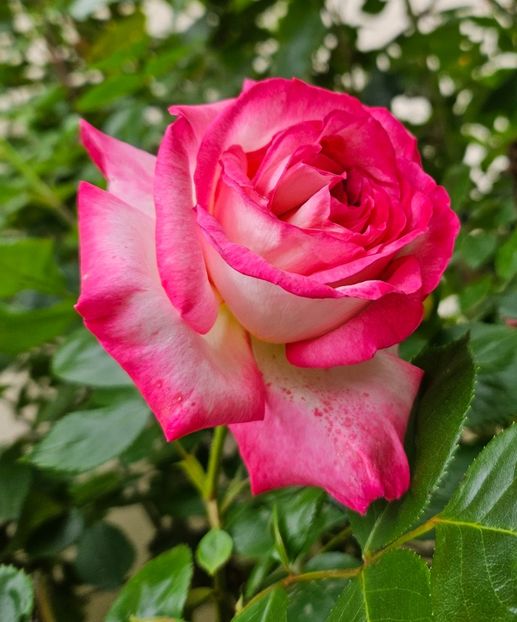  - Trandafiri 2023 3 2024