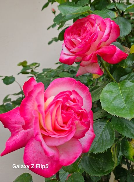  - Trandafiri 2023 3 2024