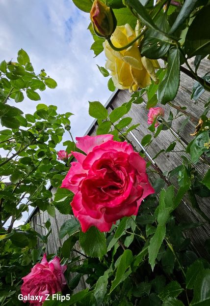  - Trandafiri 2023 3 2024