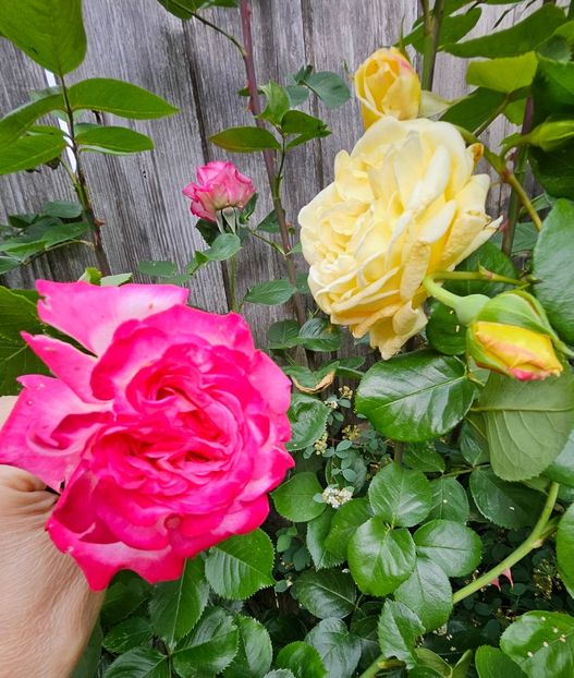  - Trandafiri 2023 3 2024