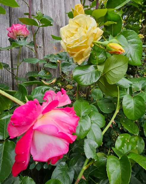  - Trandafiri 2023 3 2024