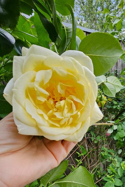  - Trandafiri 2023 3 2024