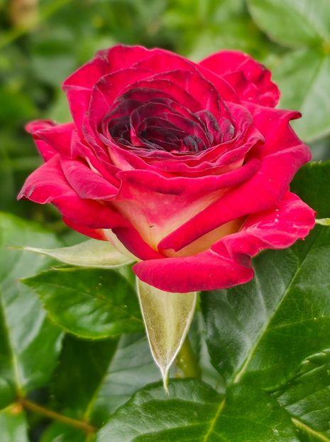  - Trandafiri 2023 3 2024