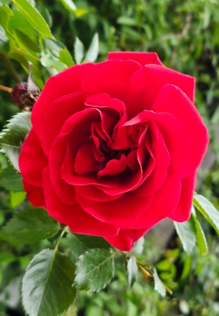  - Trandafiri 2023 3 2024