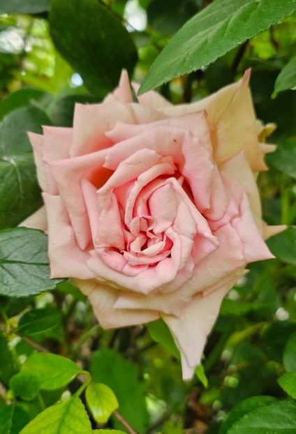  - Trandafiri 2023 3 2024