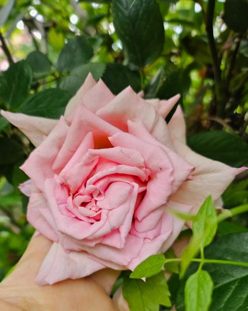  - Trandafiri 2023 3 2024