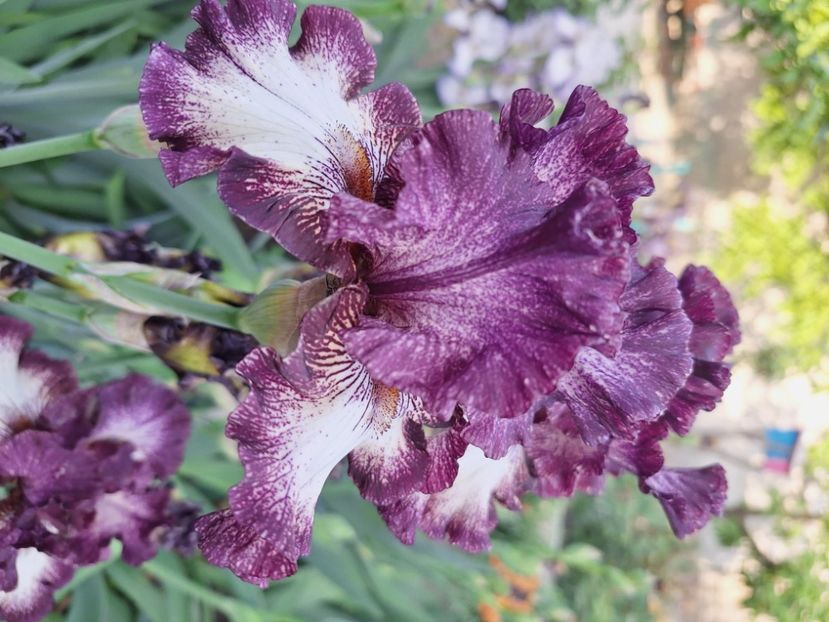 Prince of burgundy - Irisi 2024