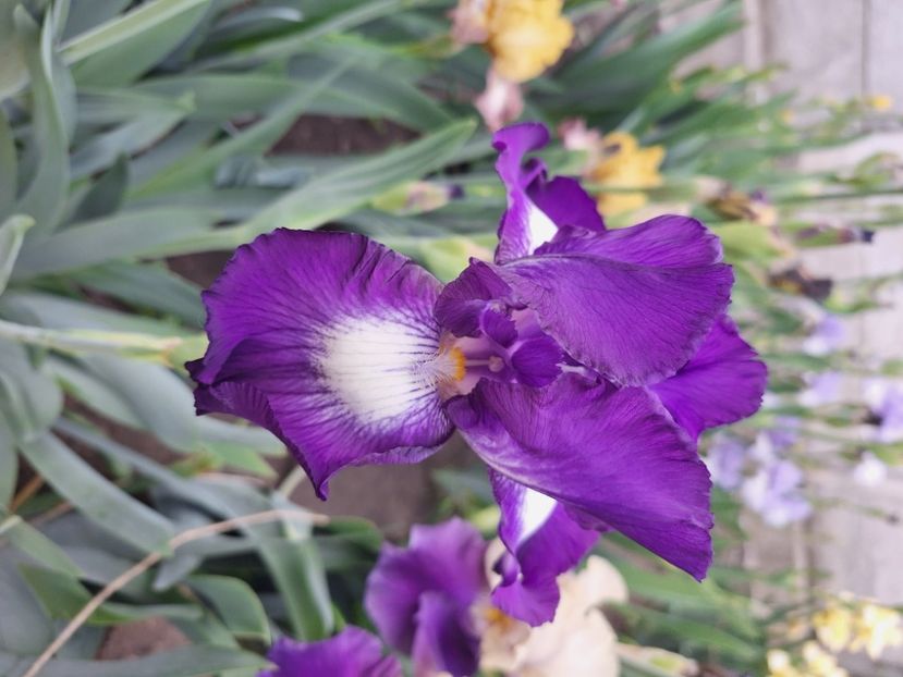 Exotic Island - Irisi 2024