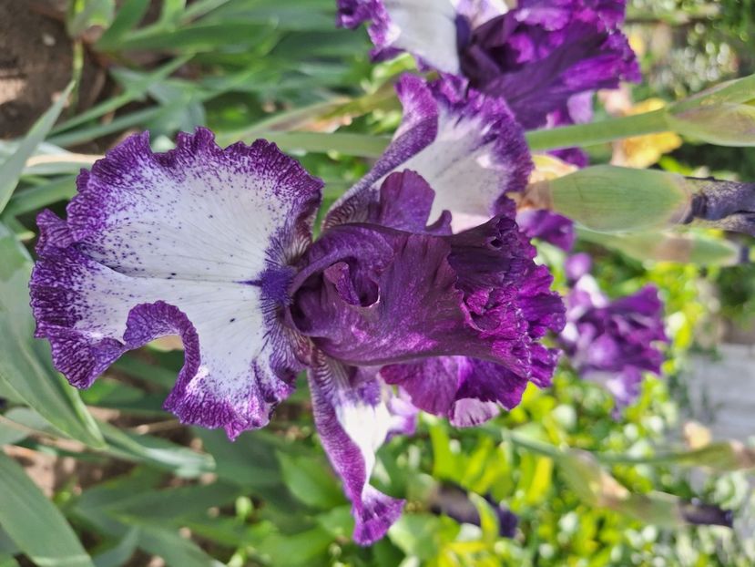 Grapetizer - Irisi 2024