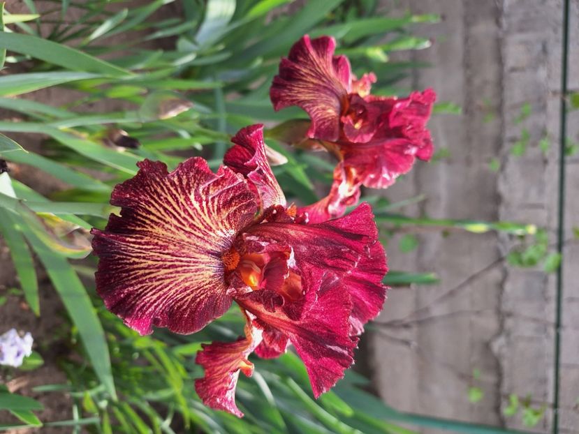 Double vision - Irisi 2024