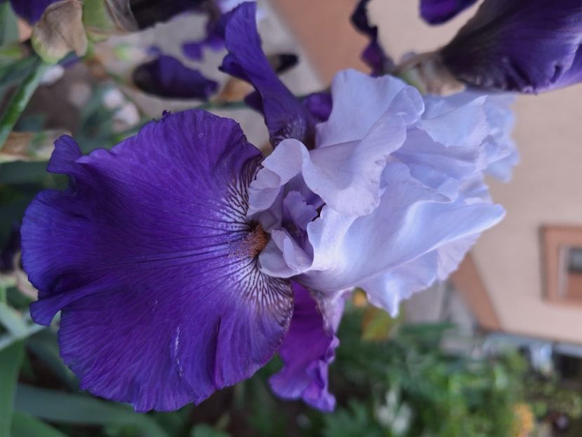 Best bet - Irisi 2024