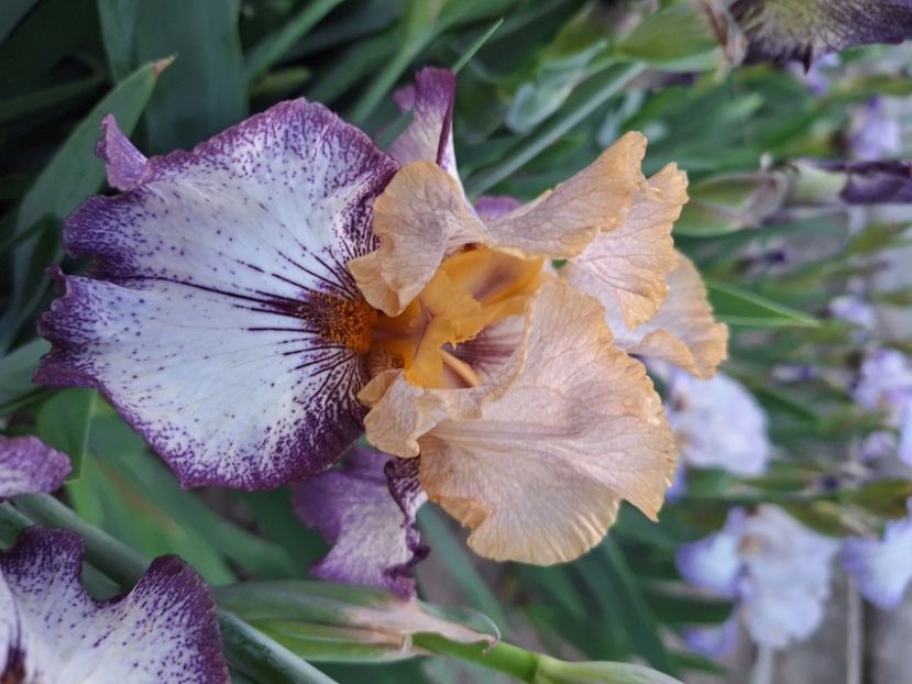 Change of peace - Irisi 2024