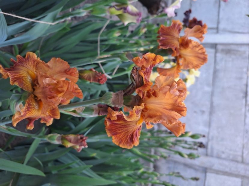 Clasic sued - Irisi 2024