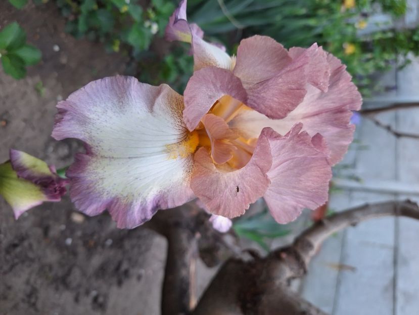 Smoke ring - Irisi 2024