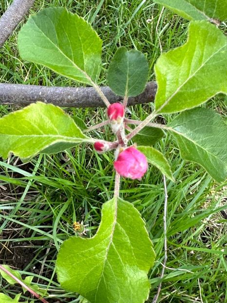 WhatsApp Image 2024-04-22 at 22.03.20_8e7875ad - 0 00 20 04 2024 Cordun