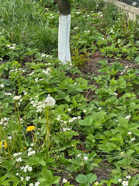 WhatsApp Image 2024-04-22 at 22.03.20_e6c95e2f - 0 00 20 04 2024 Cordun