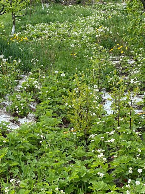 WhatsApp Image 2024-04-22 at 22.03.20_f5a89645 - 0 00 20 04 2024 Cordun