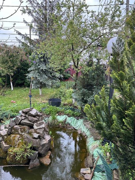 IMG-20240422-WA0080 - 0 00 22 04 2024 Roman pe ploaie