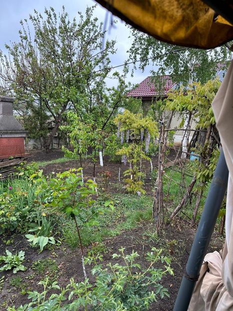 IMG-20240422-WA0088 - 0 00 22 04 2024 Roman pe ploaie