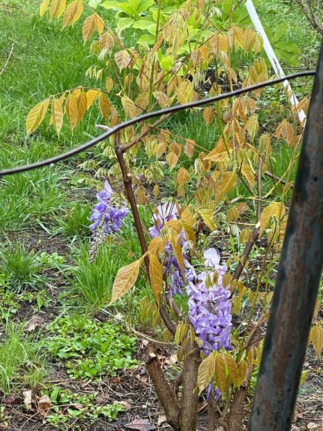 IMG-20240422-WA0089 - 0 00 22 04 2024 Roman pe ploaie