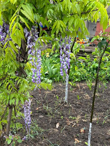 WhatsApp Image 2024-04-22 at 15.36.37_443832df - 0 00 22 04 2024 Roman pe ploaie