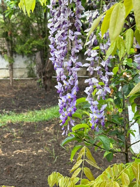 WhatsApp Image 2024-04-22 at 15.36.37_799572c6 - 0 00 22 04 2024 Roman pe ploaie