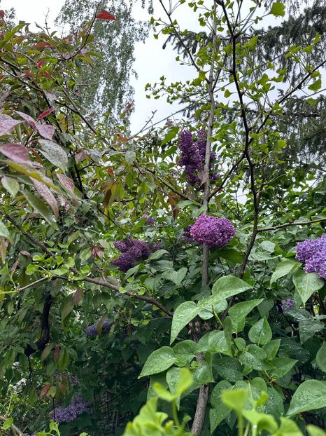 WhatsApp Image 2024-04-22 at 15.36.37_a8ed6fd0 - 0 00 22 04 2024 Roman pe ploaie