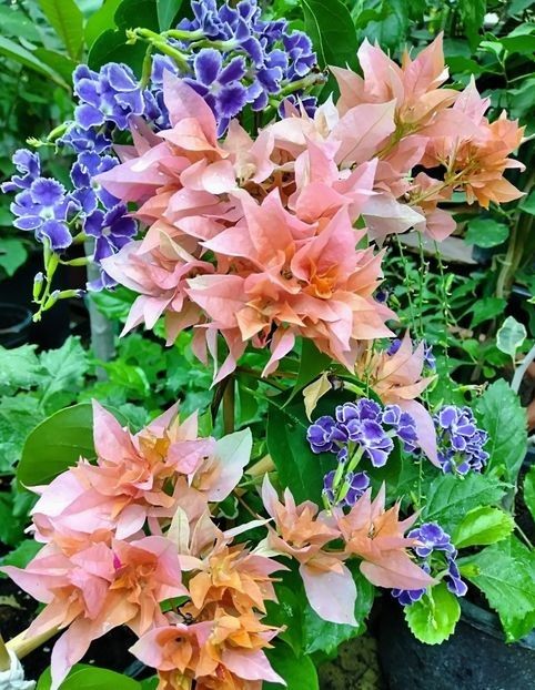 Rosenville s Delight - Bougainvillea 2021