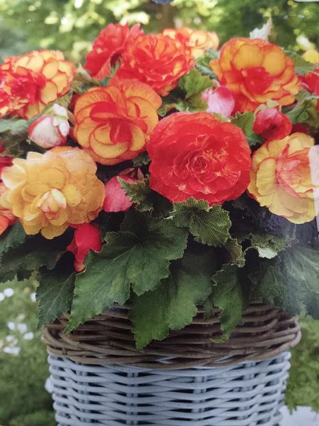 Begonia Picotee-1 - BEGONIA Picotee Mix