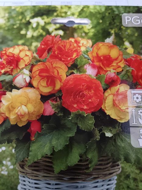 Begonia Picotee-2 - BEGONIA Picotee Mix