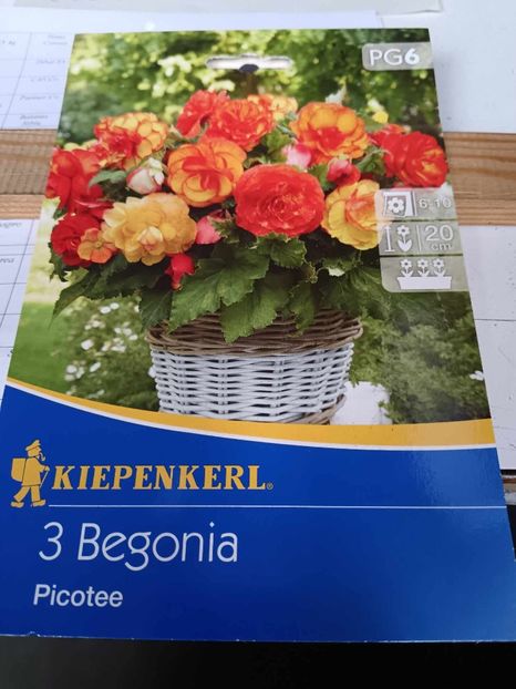 Begonia Picotee-3 - BEGONIA Picotee Mix