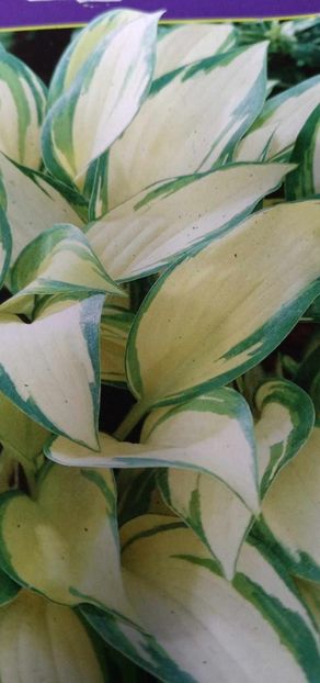 Hosta Remember Me-3 - Hosta Remember Me