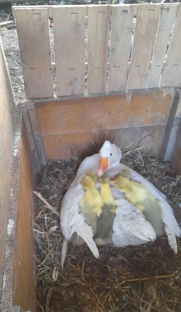 - Autosexabila locala