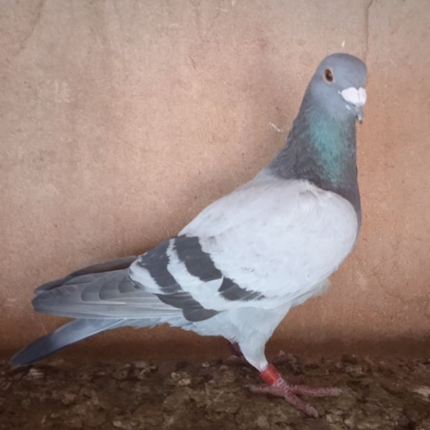 Mascul 22-609 - Porumbei vanduti