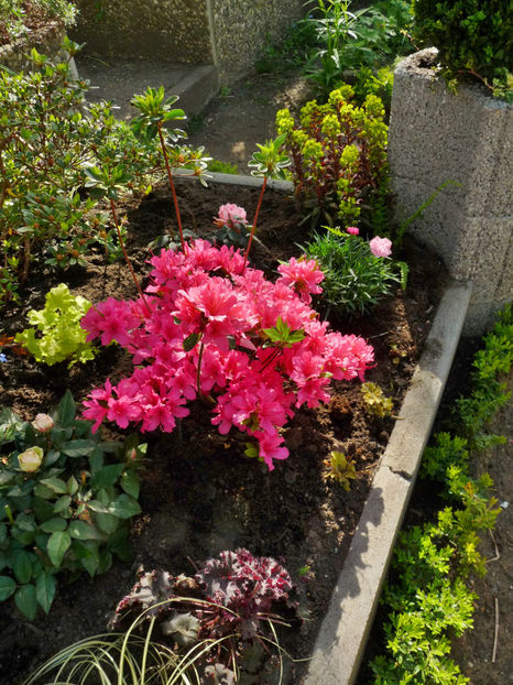© - 2024 - Azalee si Rhododendroni