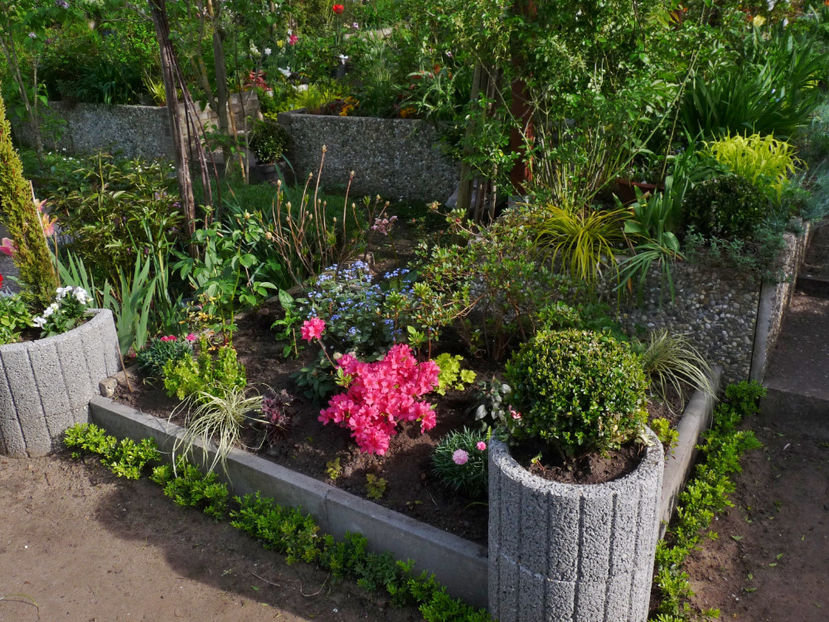 © - 2024 - Azalee si Rhododendroni