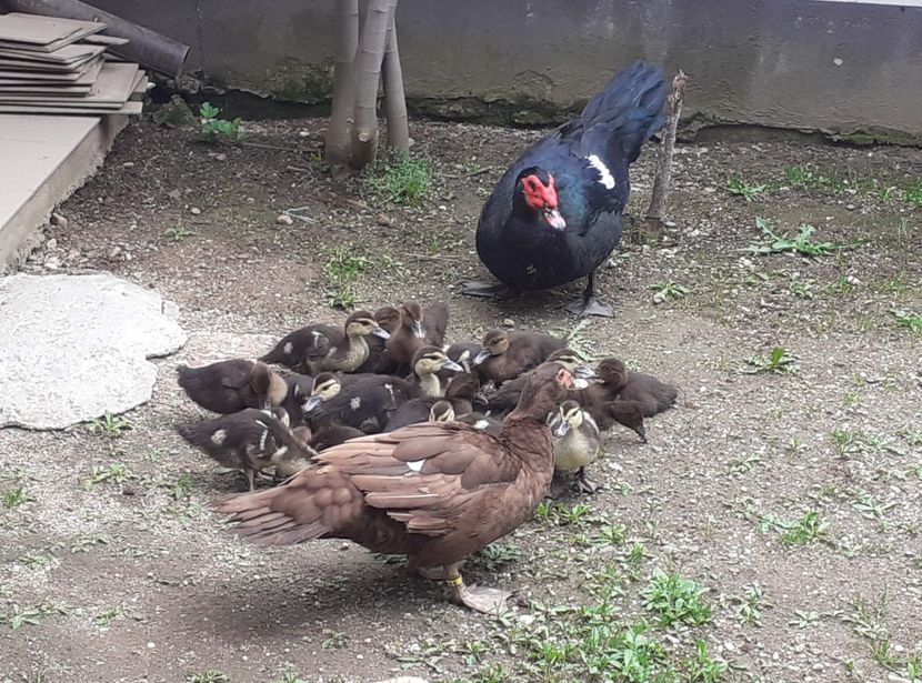  - Bomboane asortate 2024