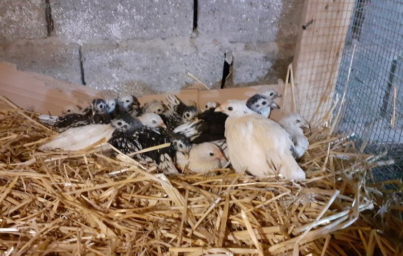 Copiii - Sebright bantam tineret 2024