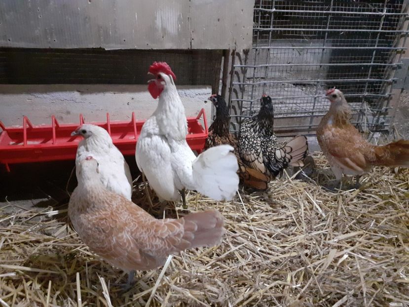 Părinții - Sebright bantam tineret 2024